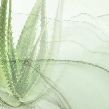 “Aloe-Vera beeindruckt mit mehr als 200 Inhaltsstoffen”